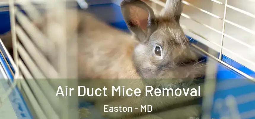 Air Duct Mice Removal Easton - MD